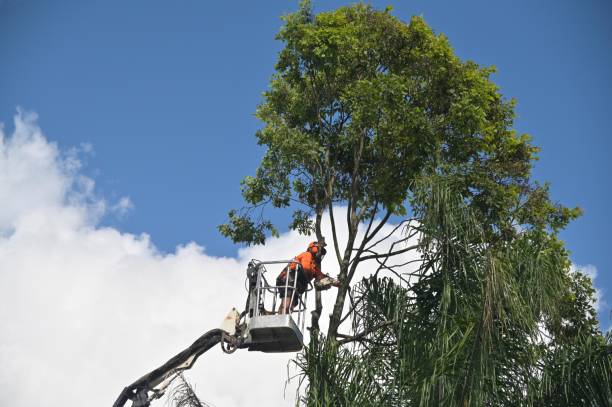 Tree and Shrub Care in Blountville, TN